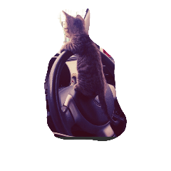 [LINEスタンプ] まこねこ