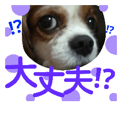 [LINEスタンプ] キャバリア ベル14歳の日常時短スタンプ