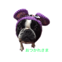[LINEスタンプ] フレブルの柚子