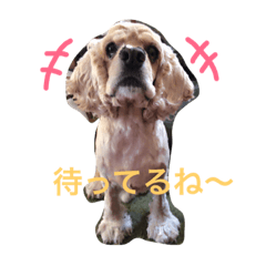 [LINEスタンプ] アメリカンコッカスパニエルのコテくん❤️
