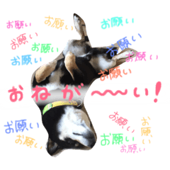[LINEスタンプ] 佐々木家のソラ