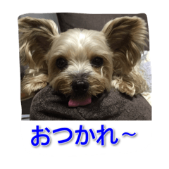 [LINEスタンプ] ベルちゃん➕ジャスミンスタンプ