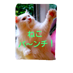 [LINEスタンプ] わんにゃこ★