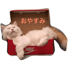 [LINEスタンプ] きなこの一日
