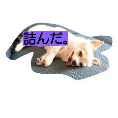 [LINEスタンプ] everyday melon