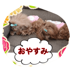 [LINEスタンプ] ちびプードル三姉妹の気持ちスタンプ5の画像（メイン）