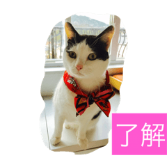 [LINEスタンプ] 由美の猫と江美の犬