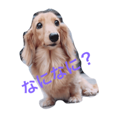 [LINEスタンプ] 可愛い犬8枚