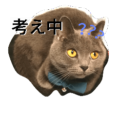 [LINEスタンプ] 灰猫スタンプ(写真版)