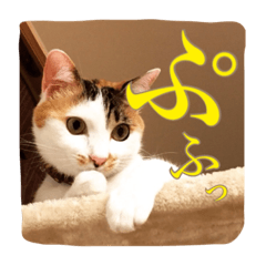 [LINEスタンプ] 三毛猫の琥珀さん