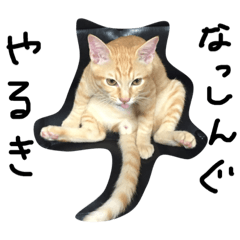 [LINEスタンプ] キュン死覚悟