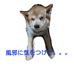 [LINEスタンプ] 柴犬ムック4