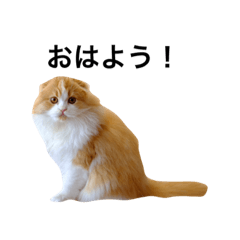 [LINEスタンプ] うちのうめくん2