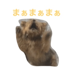 [LINEスタンプ] ヨークシャーテリアのアミちゃん3