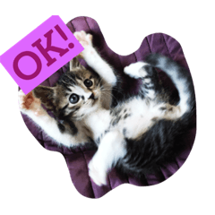 [LINEスタンプ] やんちゃな猫兄弟