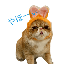[LINEスタンプ] むぎ 猫の生活 （修正）