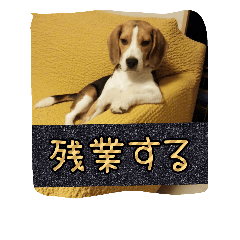 [LINEスタンプ] beagle kotarou2