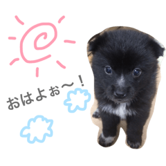 [LINEスタンプ] CutedogSTAMP