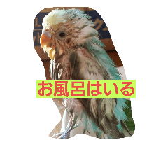 [LINEスタンプ] 我が家の可愛いインコ達のスタンプです