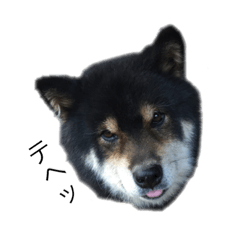[LINEスタンプ] 黒柴 大和