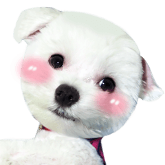 [LINEスタンプ] ThreeDotsBoy Maltese