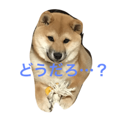 [LINEスタンプ] こむこむ その2