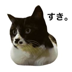[LINEスタンプ] すきねこ。