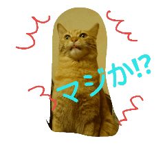 [LINEスタンプ] 猫とチョイ兎