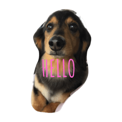 [LINEスタンプ] I am zakuro