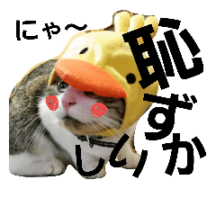 [LINEスタンプ] Love cocochan