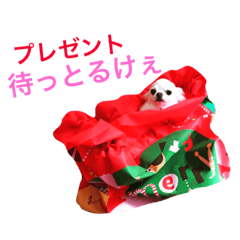 [LINEスタンプ] 広島ちわわ の もも太くん