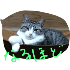 [LINEスタンプ] 猫のぱたこさん2