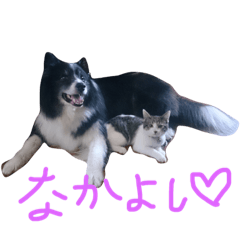 [LINEスタンプ] ボーダーコリーのヨークと三匹の猫たち