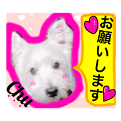 [LINEスタンプ] West Highland White Terrier's Anthie NO3