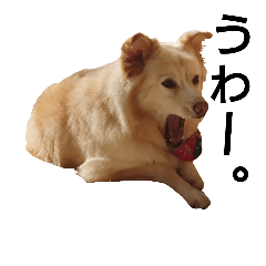 [LINEスタンプ] 雑種犬リンコの日常