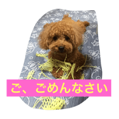 [LINEスタンプ] トイプードルのもこちゃん