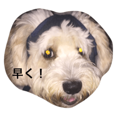 [LINEスタンプ] 私の犬のふうたくん！