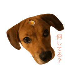 [LINEスタンプ] ちびーず大集合2
