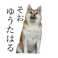 [LINEスタンプ] 京柴犬-其の一
