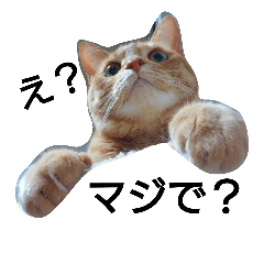 [LINEスタンプ] トラ猫草子