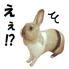 [LINEスタンプ] 使いやすい関西弁ウサギスタンプ