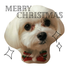 [LINEスタンプ] かわいすぎるマルチーズのモコ