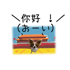 [LINEスタンプ] 続おーい！と呼んでるパピヨン犬(日本語)