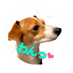 [LINEスタンプ] うちのジャックラッセルテリア❤︎