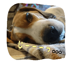 [LINEスタンプ] beagle Kota