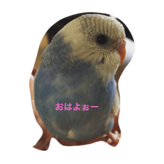 [LINEスタンプ] 小鳥屋ゆきちゃん