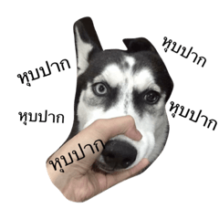 [LINEスタンプ] Satang Dog