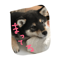[LINEスタンプ] 柴犬小春