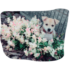 [LINEスタンプ] 愛犬スタンプ。