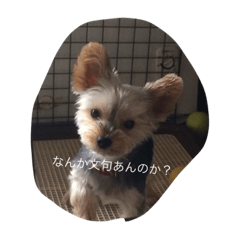 [LINEスタンプ] Yorkshire terrierpero